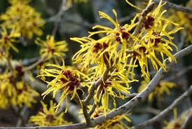 Hamamelisekstrakt <em>(Hamamelis Virginiana)<em></em></em>